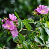 Rosa-woodsii Woods-rose 1