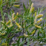 Salix-exigua Narrow-leaf-willow