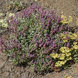 Salvia-dorrii Purple-sage