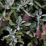 Salvia-dorrii Purple-sage 2