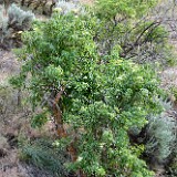 Sambucus-cerulea Elderberry