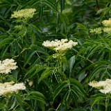 Sambucus-cerulea Elderberry 1