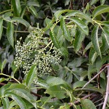 Sambucus-cerulea Elderberry 3