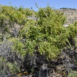 Sarcobatus-vermiculatus greasewood 1