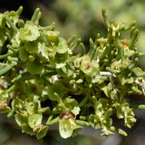 Sarcobatus-vermiculatus greasewood 5