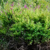 Spiraea-douglasii Rose-spiraea 1