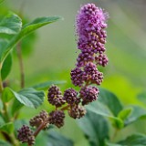 Spiraea-douglasii Rose-spiraea 2