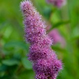 Spiraea-douglasii Rose-spiraea 3