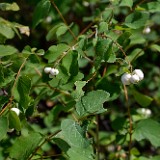 Symphoricarpos-albus Common-snowberry 3