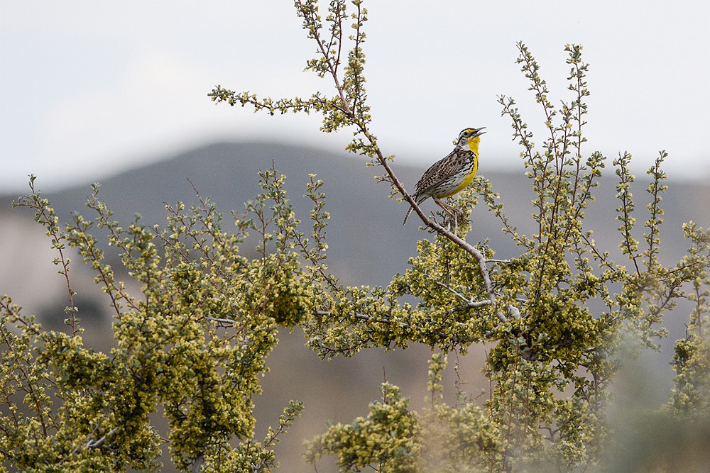 Antelope-bitterbrush Purshia-tridentata 1