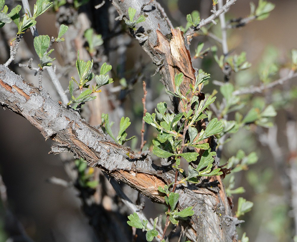 Antelope-bitterbrush Purshia-tridentata 3