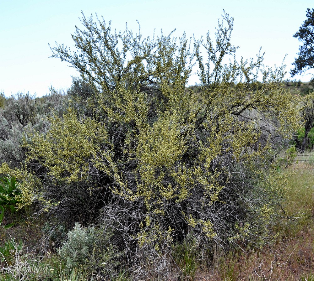 Antelope-bitterbrush Purshia-tridentata 5