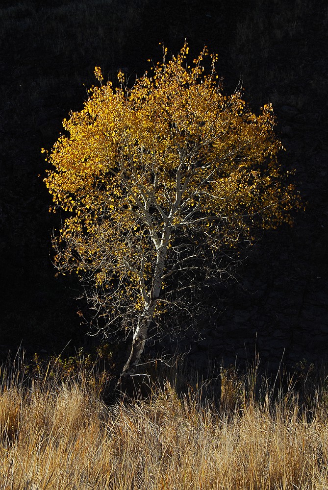 Black-cottonwood Populus-trichocarpa 2