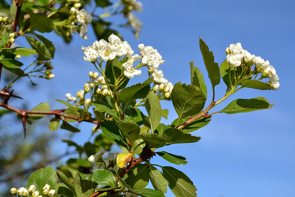 Black-hawthorn  Crataegus-douglasii 1