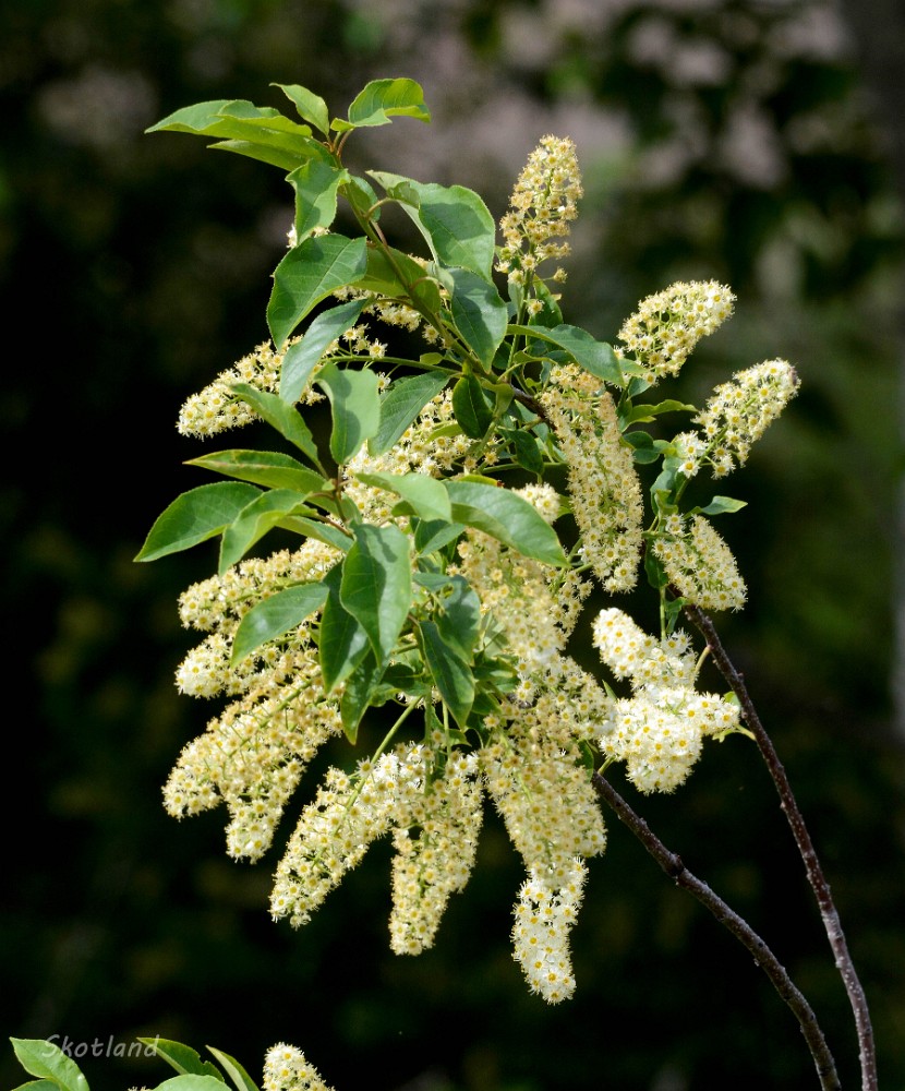 Chokecherry Prunus-virginiana 1