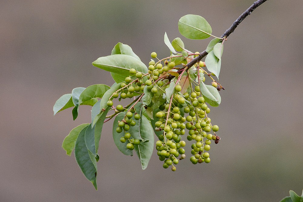 Chokecherry Prunus-virginiana 2