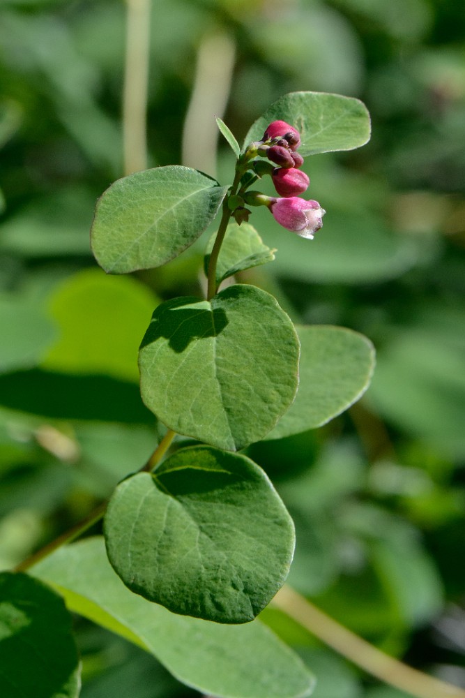 Common-snowberry