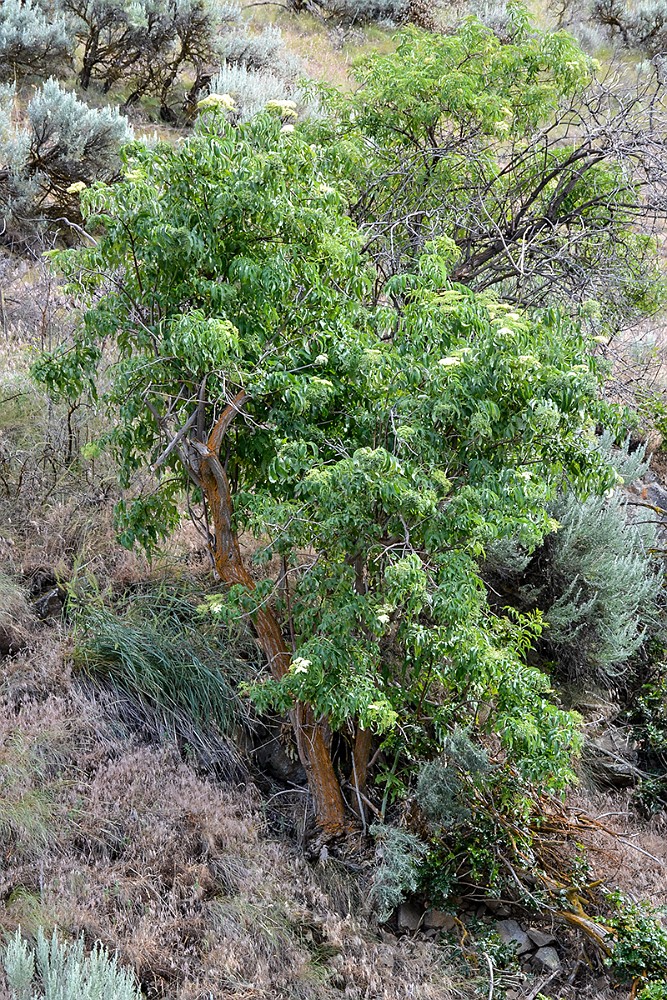 Elderberry Sambucus-cerulea