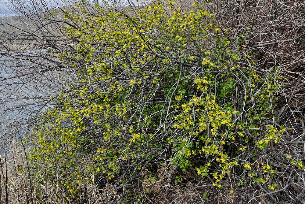 Golden-currant Ribes-aureum