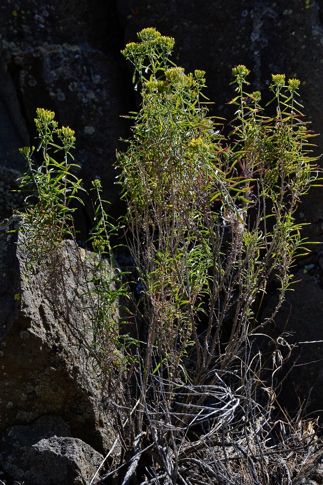 Green-rabbit-brush Chrysothamnus-viscidiflorus