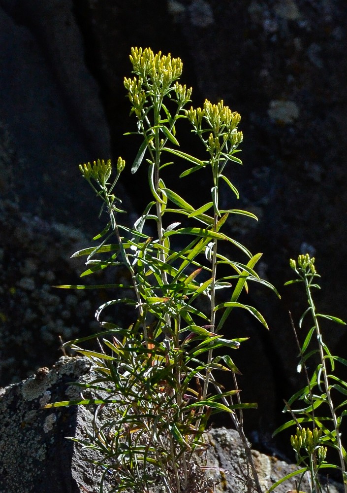 Green-rabbit-brush Chrysothamnus-viscidiflorus 1