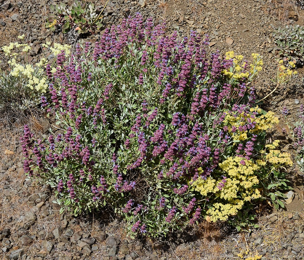 Purple-sage-Salvia dorrii