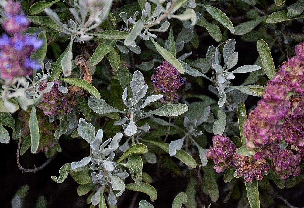 Purple-sage-Salvia dorrii 2