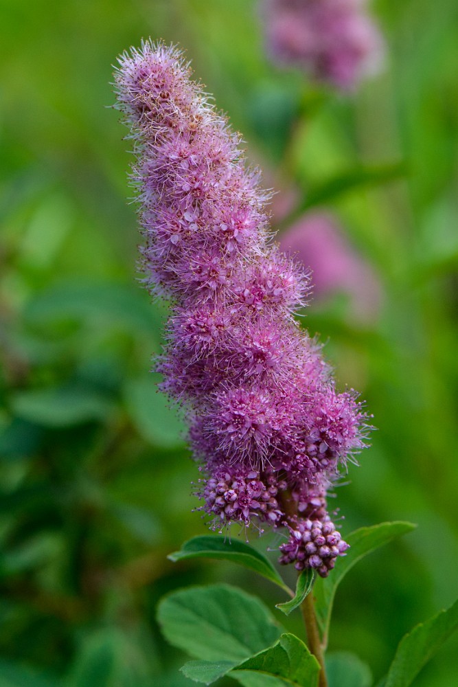 Rose-spiraea 1