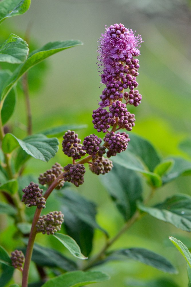 Rose-spiraea 2