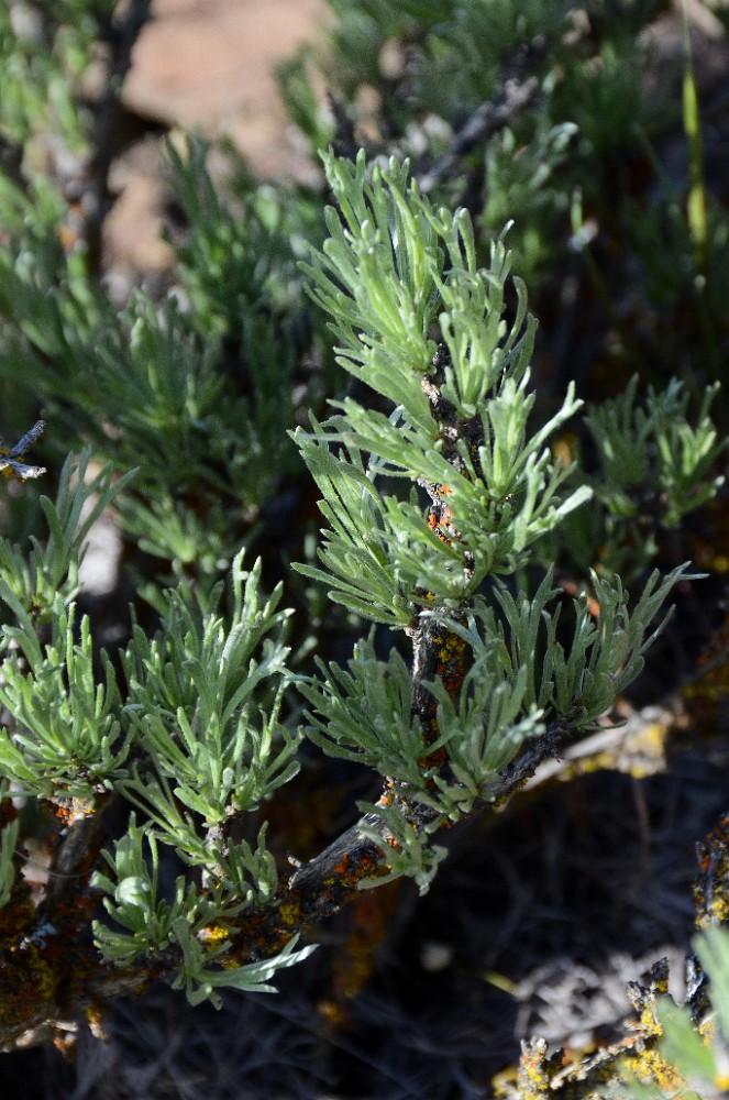 Scabland-sagebrush Artemisia-rigida 2