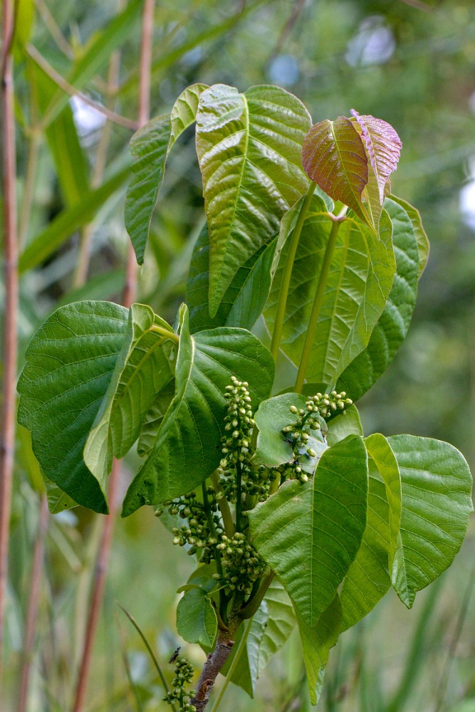 Western-poison-ivy