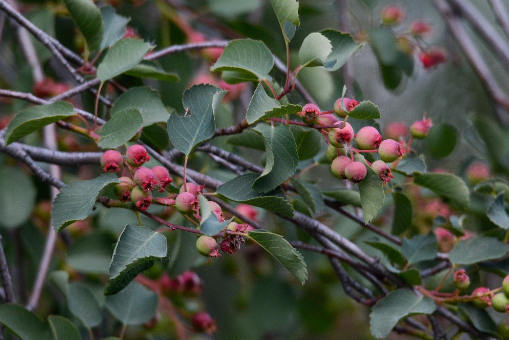 Western-serviceberry Amelanchier-alnifolia 5