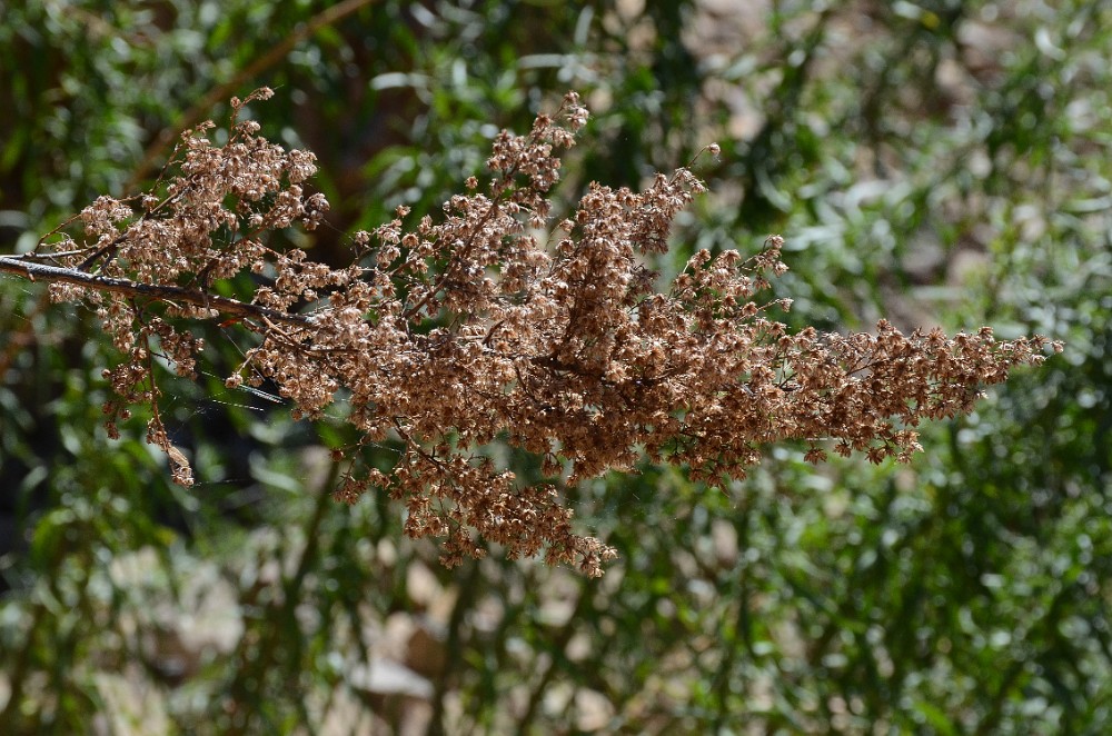 Wild-Tarragon Artemisia-dracunculus 3