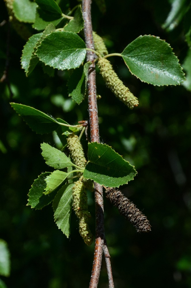 water-birch