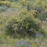 Antelope-bitterbrush Purshia-tridentata