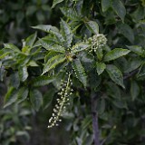 Black-cottonwood Populus-trichocarpa 1