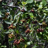 Black-hawthorn  Crataegus-douglasii 2