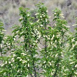 Chokecherry Prunus-virginiana