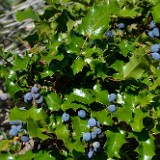 Oregon-grape 1