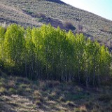 Quaking-Aspen  Populus-tremuloides