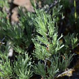 Scabland sagebrush - Artemisia rigida (2)
