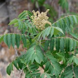 Smooth-sumac Rhus-glabra 1