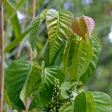 Western poison ivy