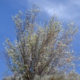 Western serviceberry - Amelanchier alnifolia2