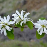 Western serviceberry - Amelanchier alnifolia4