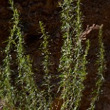 Wild-Tarragon Artemisia-dracunculus