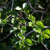 mountain alder