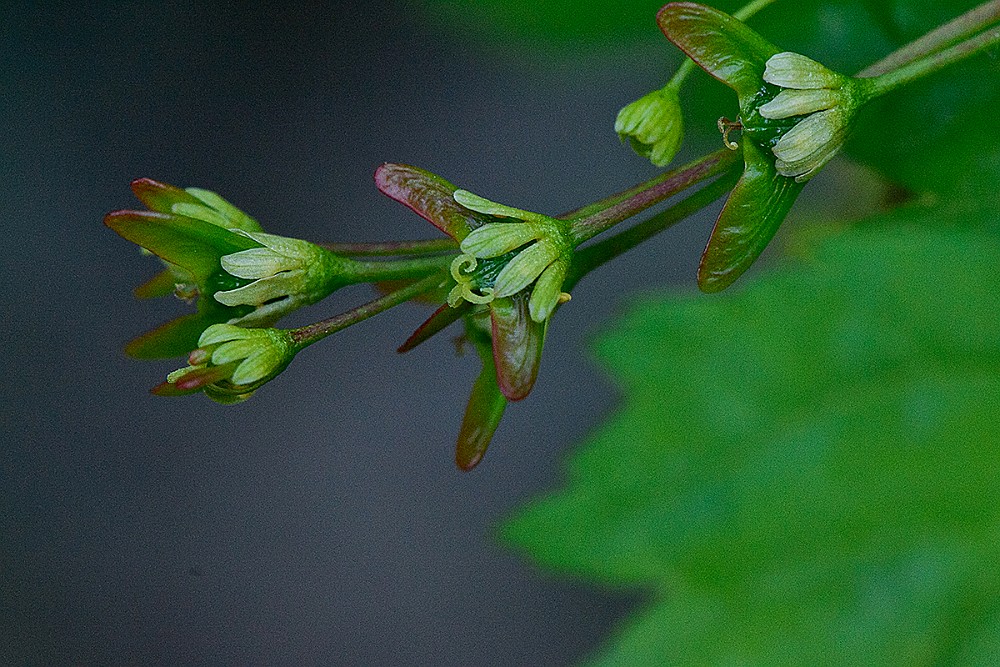 Acer-glabrum Rocky-mountain-maple 3