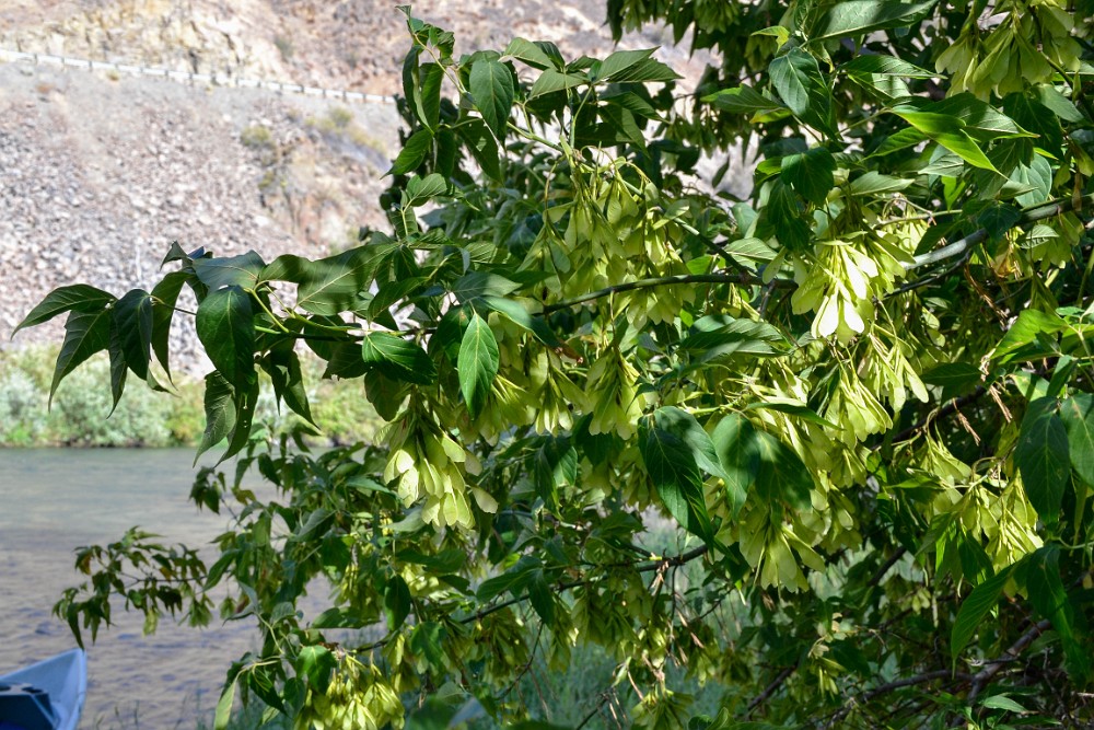 Acer-negundo Box-elder (introduced)