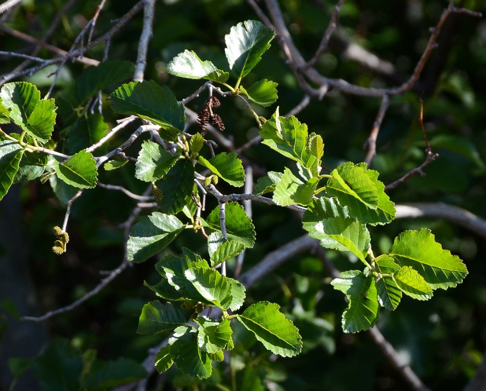 Alnus-incana Mountain-alder 2